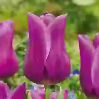 Passionale